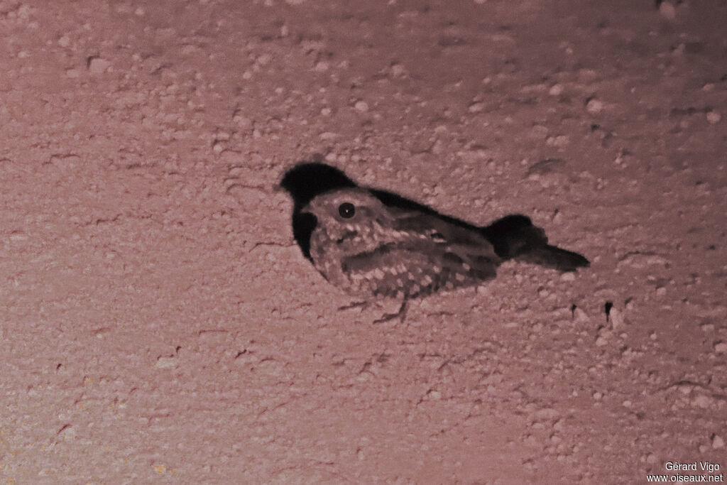 Engoulevent à joues rousses