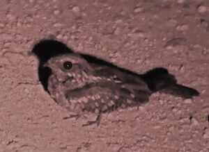 Engoulevent à joues rousses