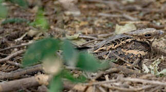 Long-tailed Nightjar