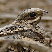 Long-tailed Nightjar