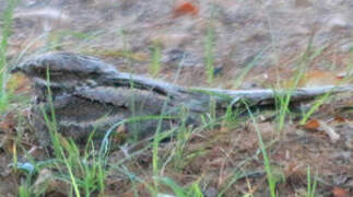 European Nightjar