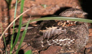 Little Nightjar