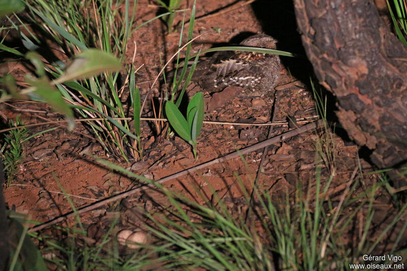 Little Nightjaradult, Reproduction-nesting