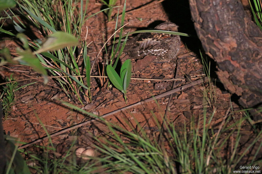 Little Nightjaradult, Reproduction-nesting