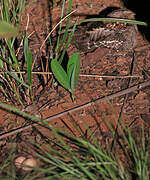 Little Nightjar