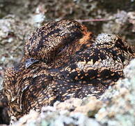 Lyre-tailed Nightjar