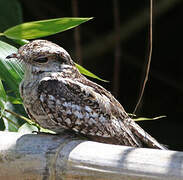 Ladder-tailed Nightjar