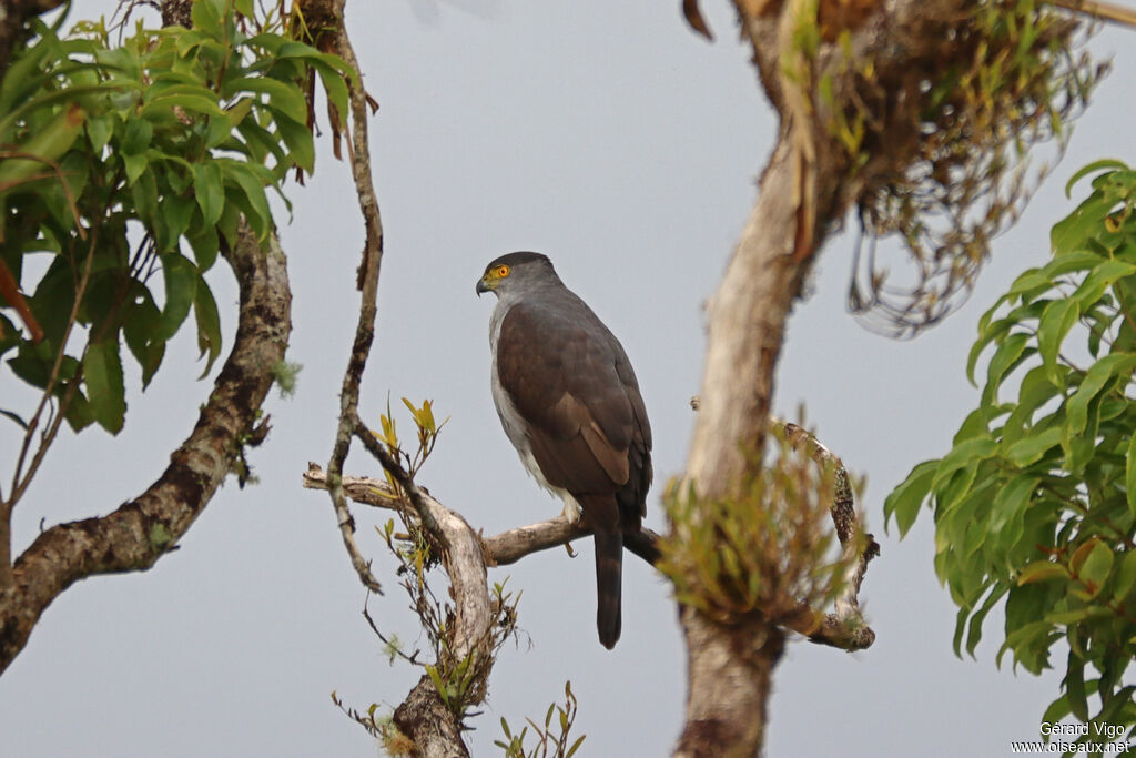 Bicolored Hawkadult