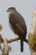 Bicolored Hawk