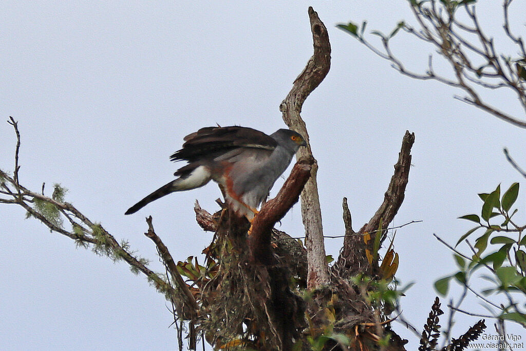 Bicolored Hawkadult