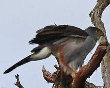 Bicolored Hawk