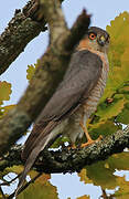 Eurasian Sparrowhawk