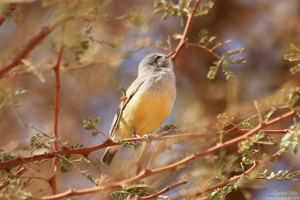 Yellow-bellied Eremomelaadult