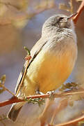 Yellow-bellied Eremomela