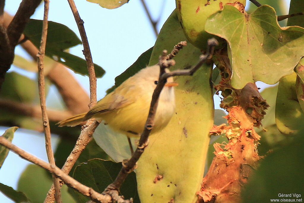 Senegal Eremomela