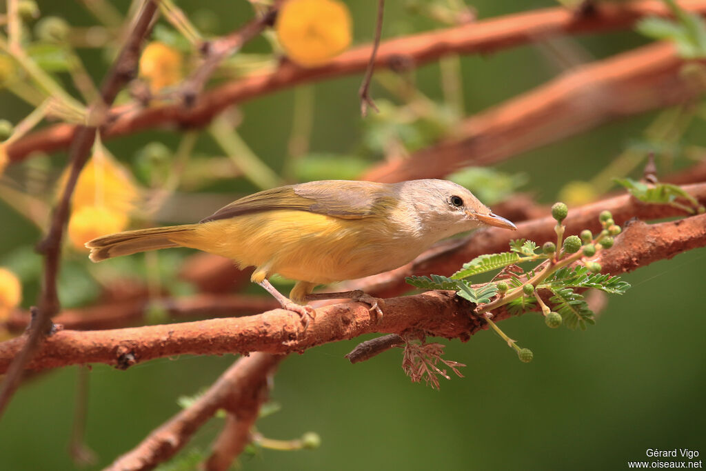 Senegal Eremomelaadult