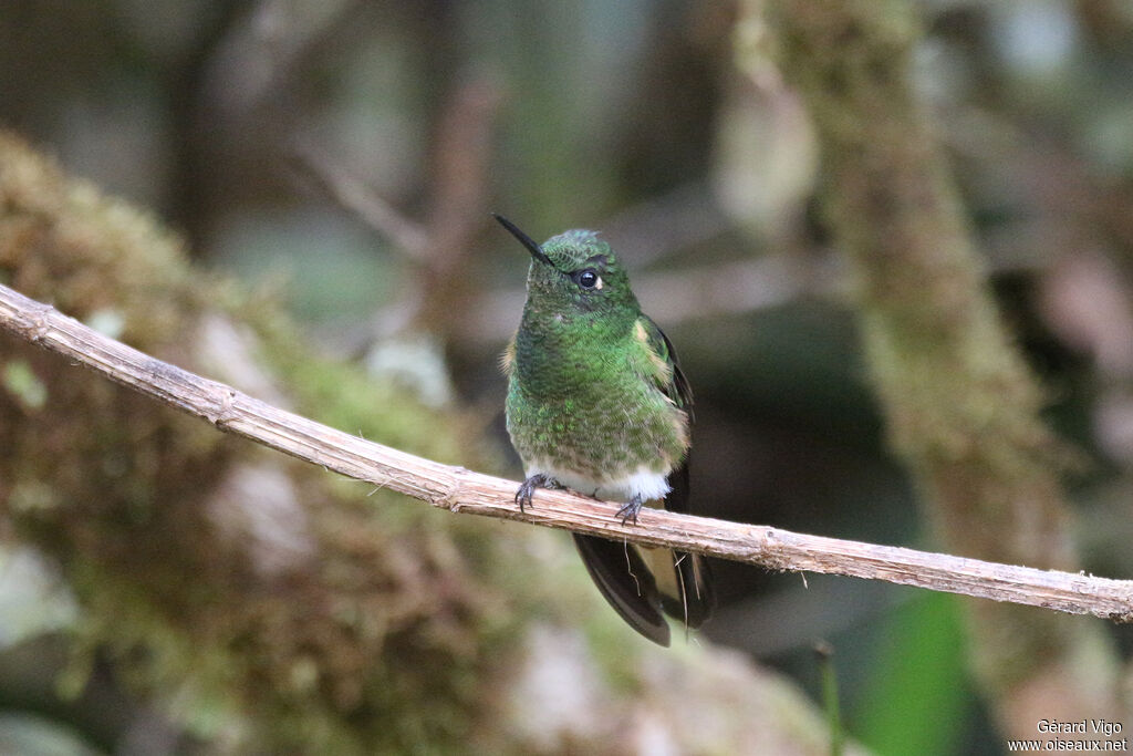 Greenish Pufflegadult