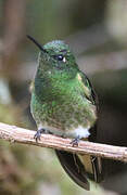 Greenish Puffleg