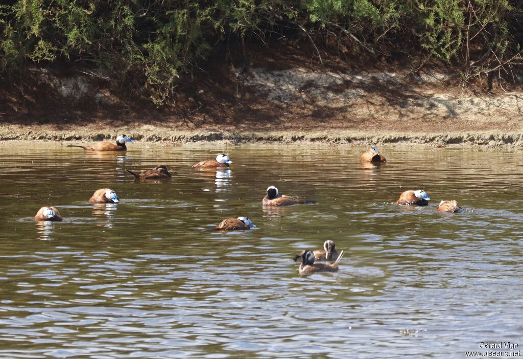 White-headed Duckadult