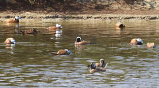 White-headed Duck