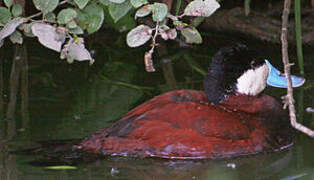 Ruddy Duck