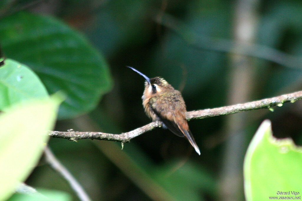 Ermite à gorge rayée