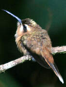 Stripe-throated Hermit