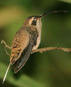 Long-billed Hermit