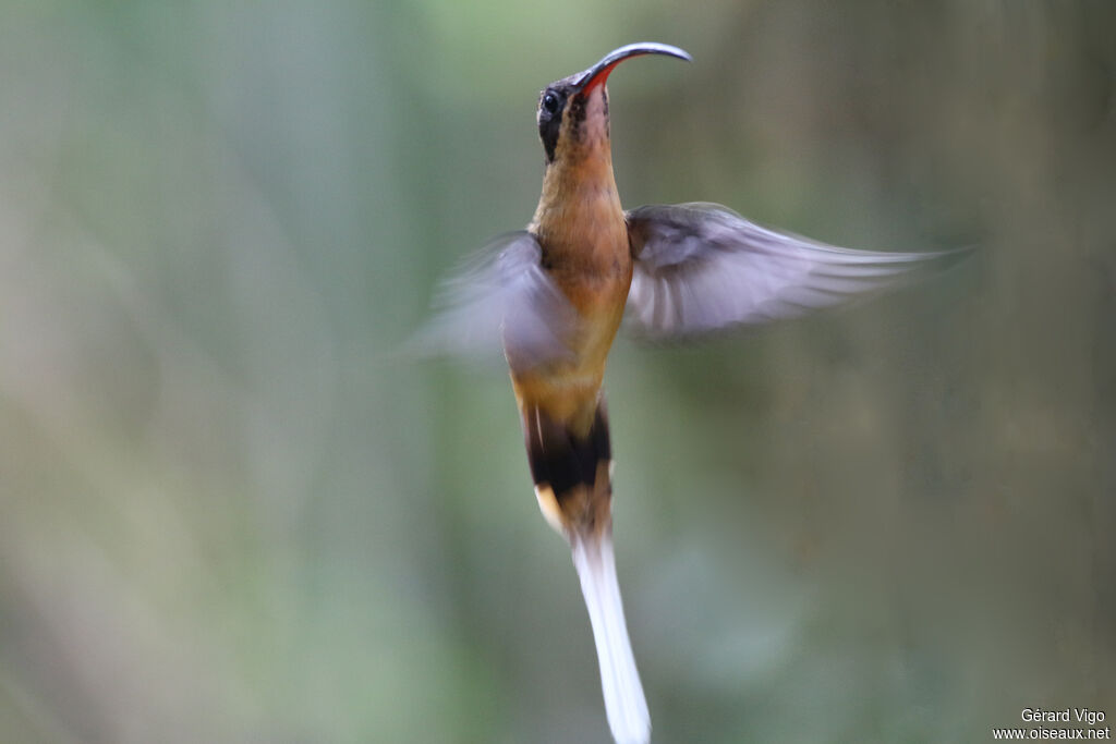 Tawny-bellied Hermitadult