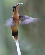 Tawny-bellied Hermit