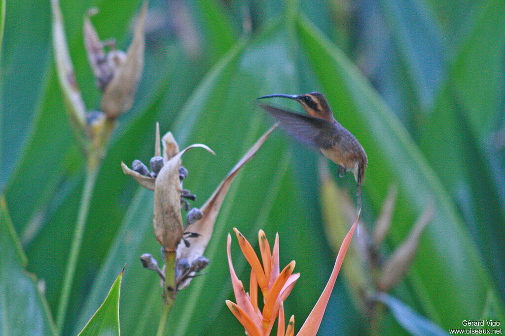 Ermite anthophileadulte