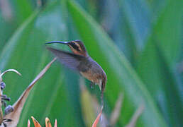 Pale-bellied Hermit