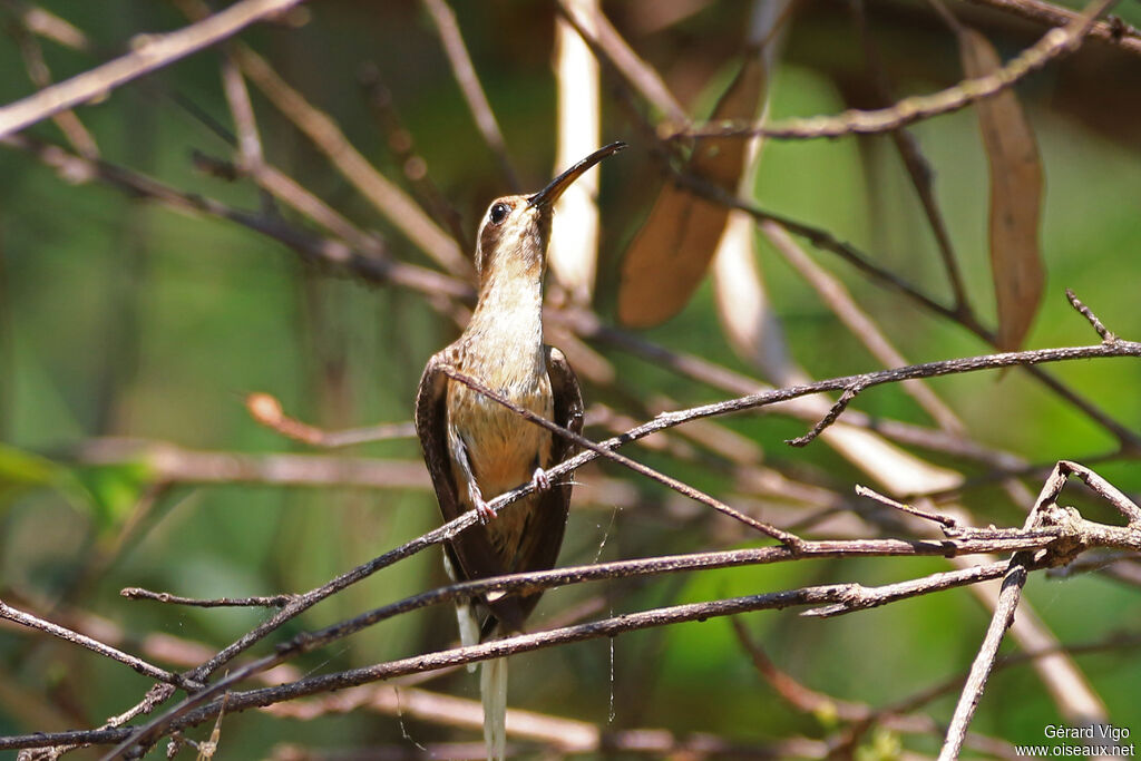 Planalto Hermitadult