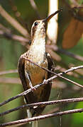 Planalto Hermit