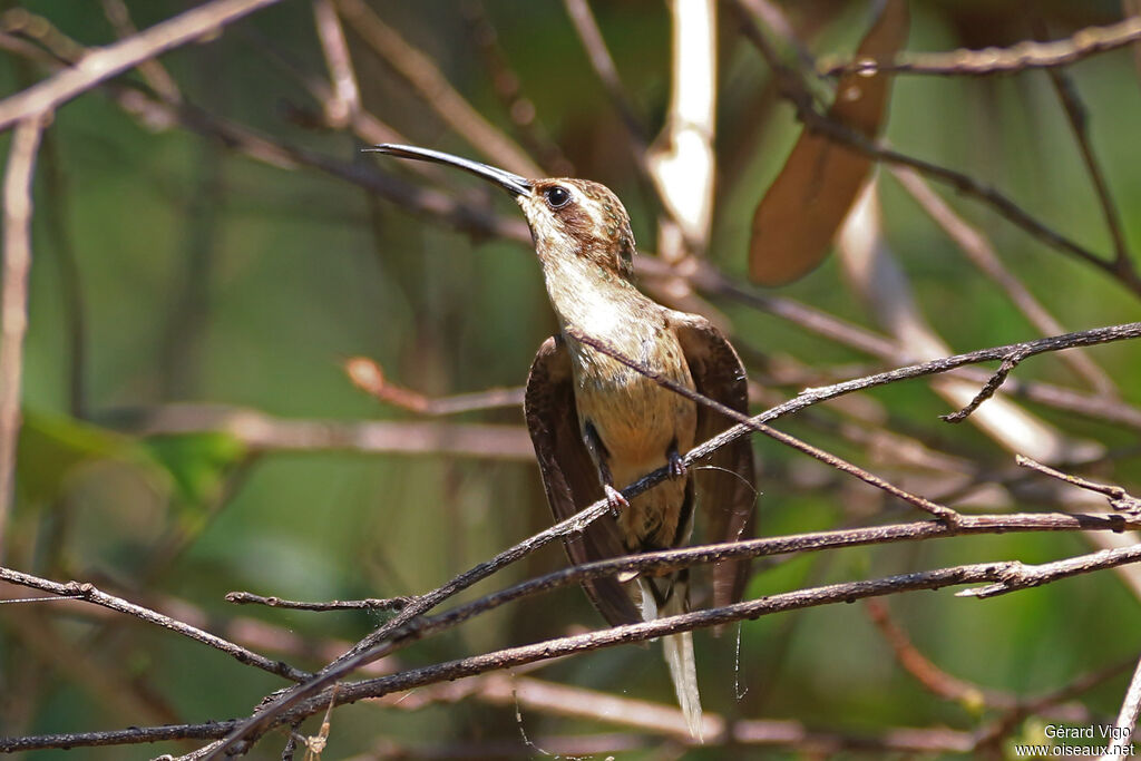 Planalto Hermitadult