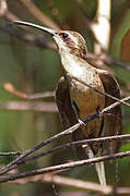 Planalto Hermit