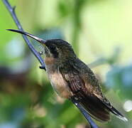 Band-tailed Barbthroat