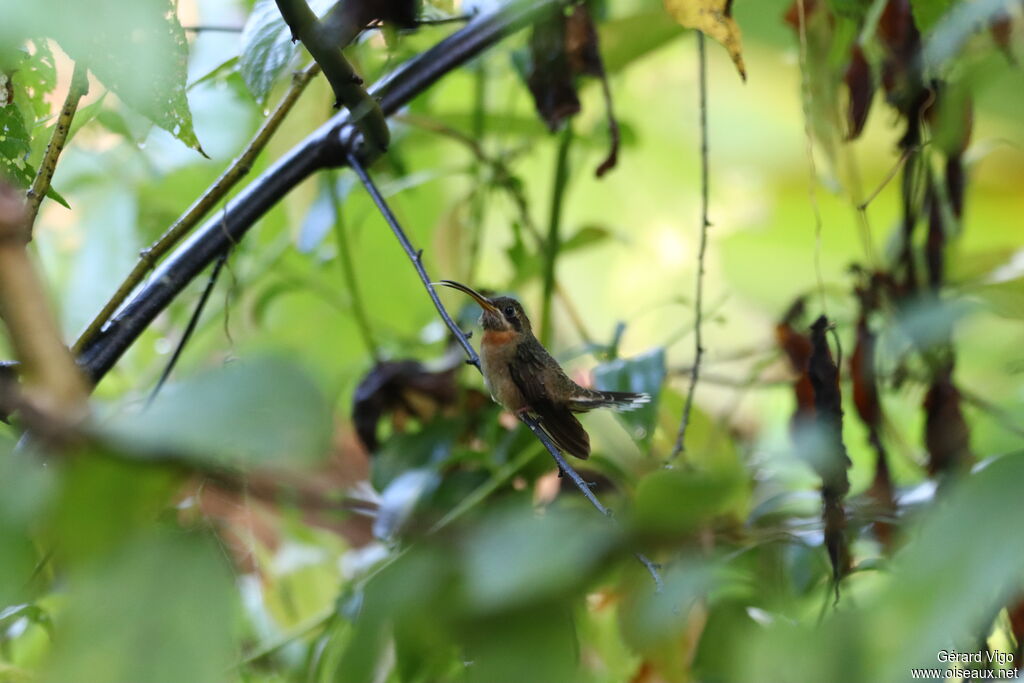 Band-tailed Barbthroatadult