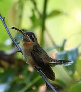 Band-tailed Barbthroat