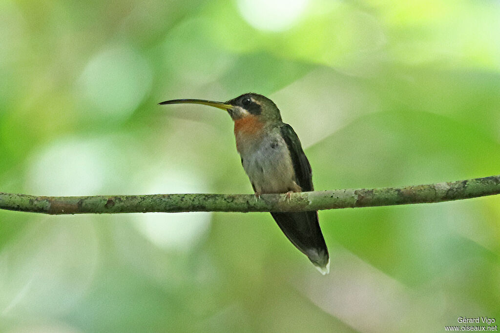 Band-tailed Barbthroatadult