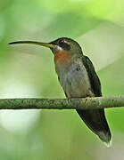 Band-tailed Barbthroat