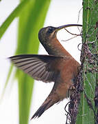 Rufous-breasted Hermit