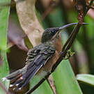 Ermite hirsute