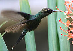 White-whiskered Hermit