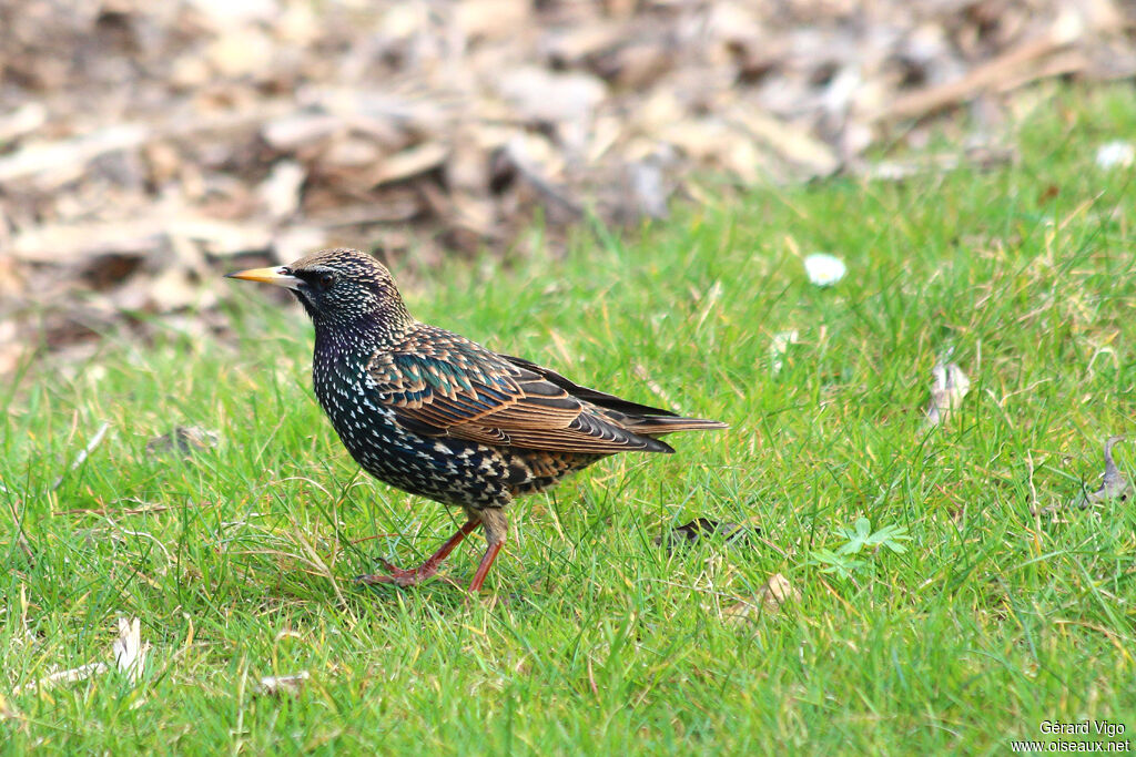 Common Starlingadult breeding