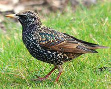 Common Starling