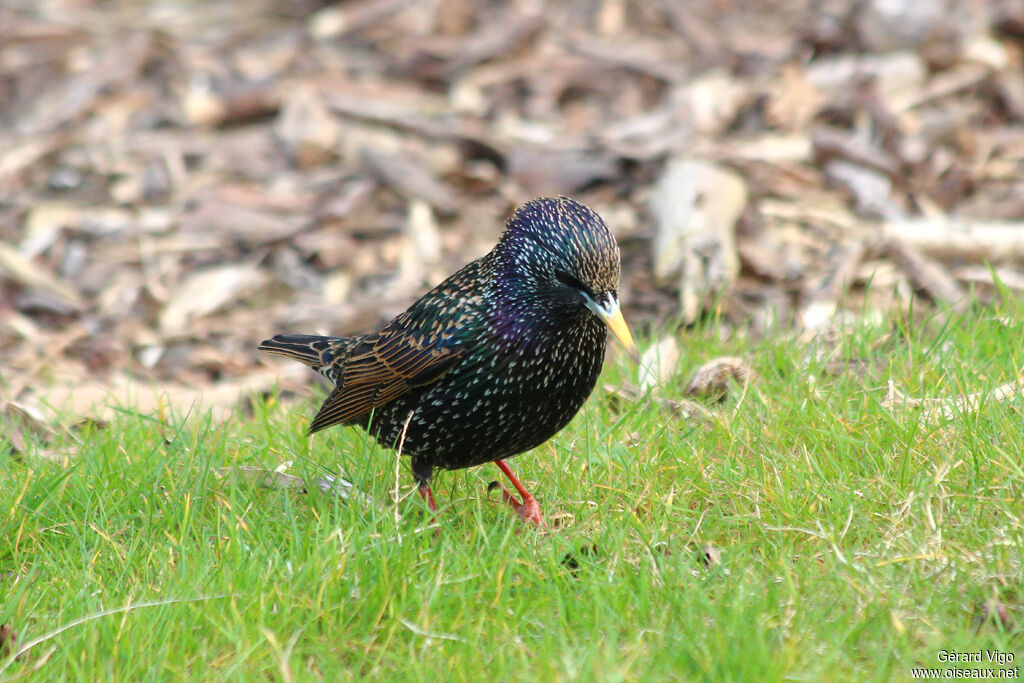 Common Starlingadult breeding