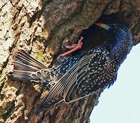 Common Starling