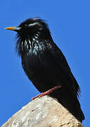 Spotless Starling