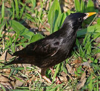 Spotless Starling